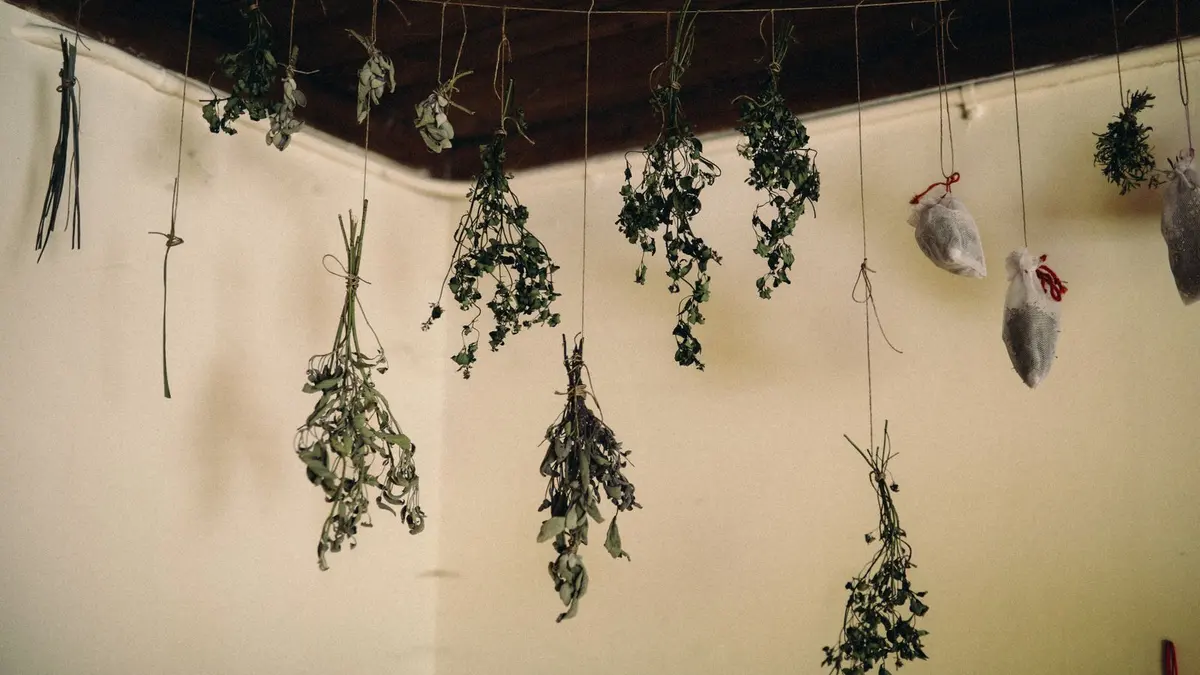 Illustration de l'article « Infusions maison : sécher et conserver »